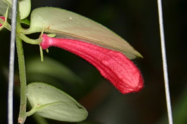 http://www.cloudjungle.com/CloudJungle/Gesneriaceae/Aeschynanthus/Aeschynanthus Coral Flame calyx.jpg